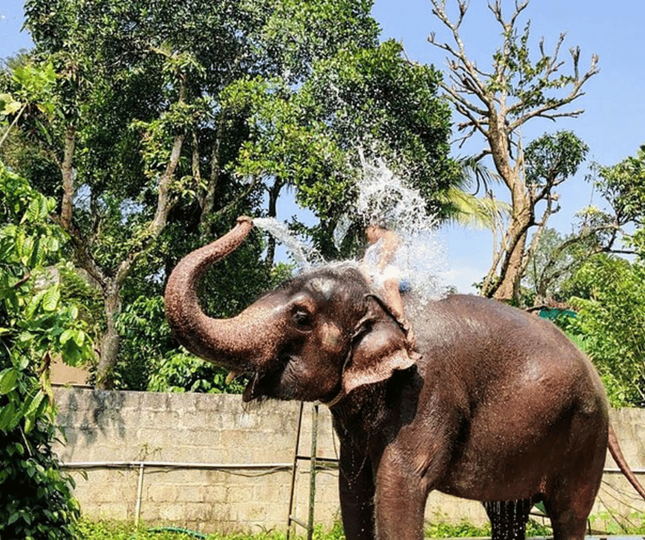 Elephant Junction